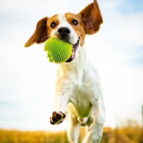 portrait-of-beautiful-dog-outdoors-running-full-of-2022-02-02-03-56-39-utc-min.jpg